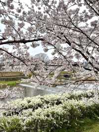 Spring Stroll at Kamigamo Shrine