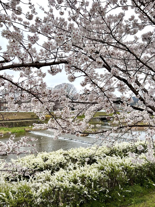 Spring Stroll at Kamigamo Shrine
