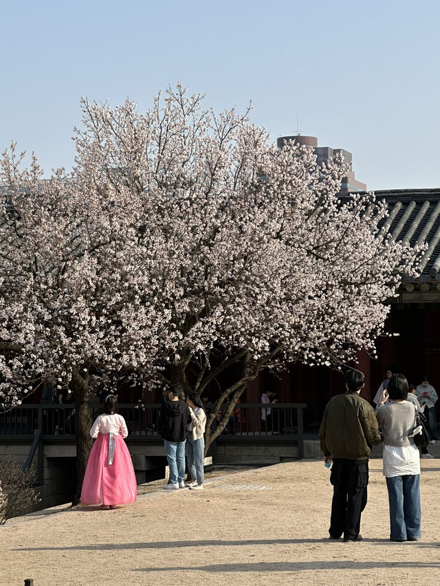 매화나무 살구나무가 흐드러진🌸 창경궁 봄나들이