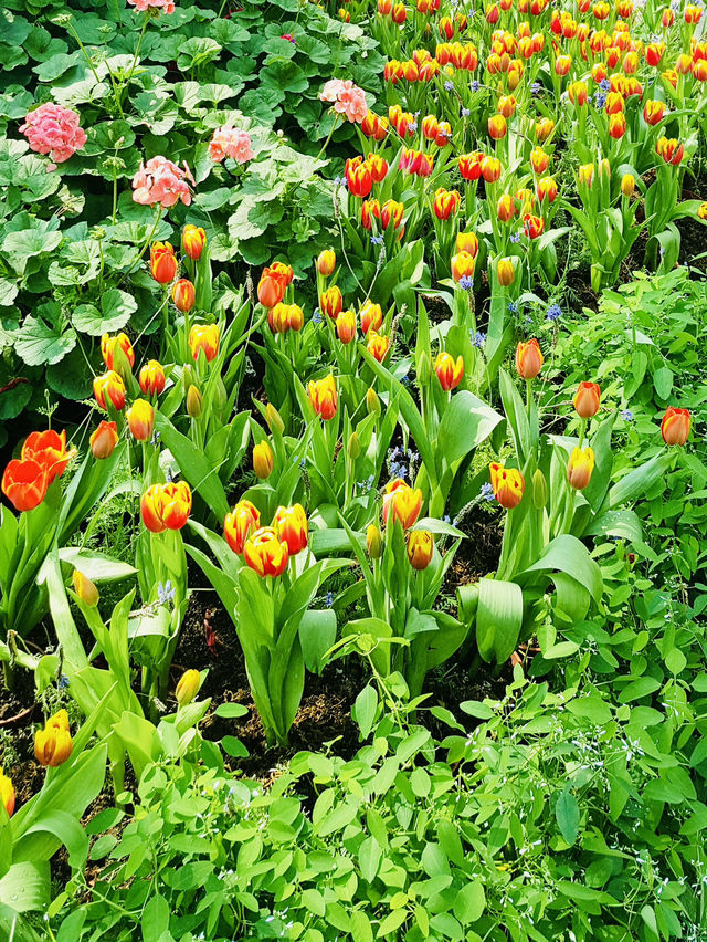 Exploring the Floral Wonders of Royal Park Rajapruek
