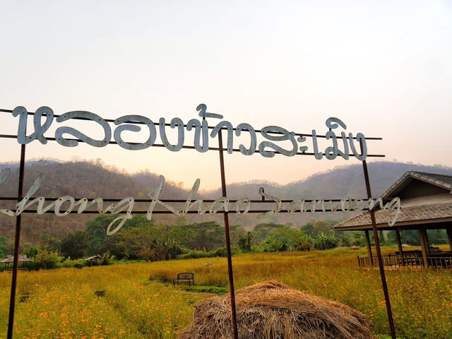 🌾 Lhongkhao Samoeng หลองข้าวสะเมิง 