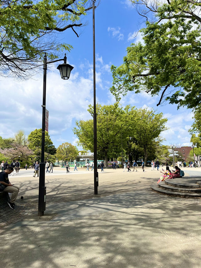 上野公園の朝を彩る「ラジオ体操広場」🌅🧘‍♂️