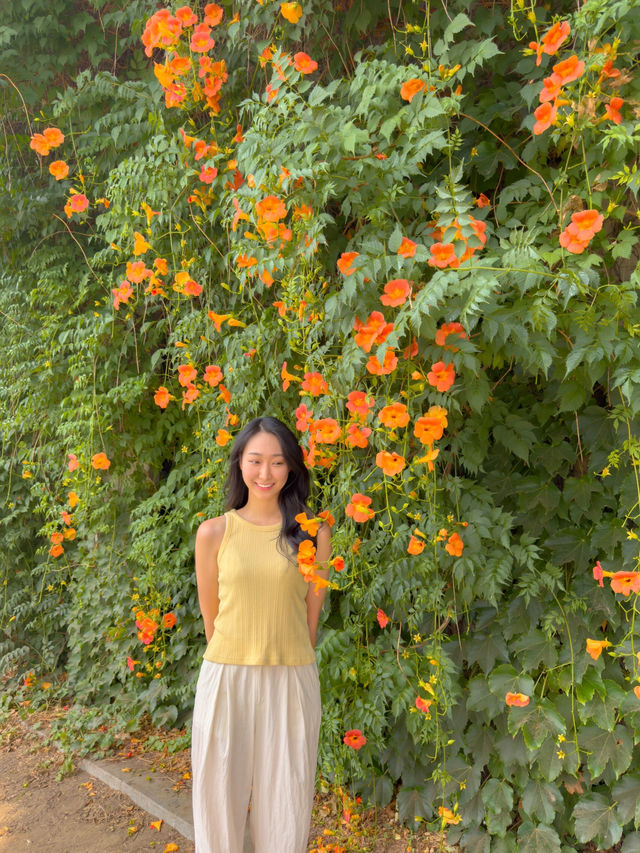 포토존 끝판왕, 한강 능소화 명소🎞️🌺