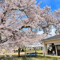 三神峰公園，仙台市民最愛的賞櫻踏青景點