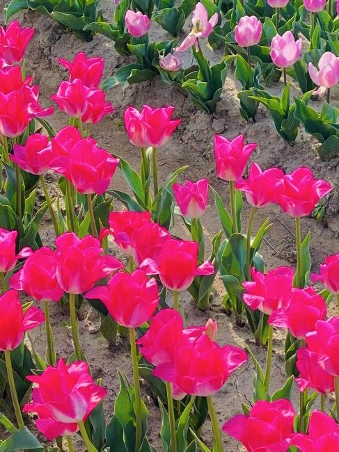 Coastal Blooms and Spring Delights 🌷🚴‍♀️☀️ 