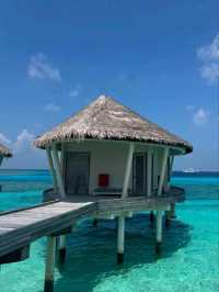 🌞 Another Day in Paradise – Maldives Bliss Continues! 🐬🍍