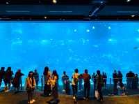 A Magical Day at S.E.A. Aquarium Singapore – Perfect for Kids and Families!