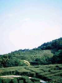 Ping Tian Mountain: A High-Altitude Meadow of Stunning Beauty