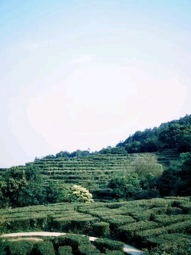 Ping Tian Mountain: A High-Altitude Meadow of Stunning Beauty