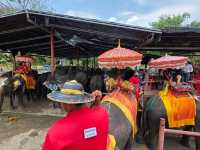 นั่งหลังช้าง ชมเมืองอยุธยา วิถีชุมชน