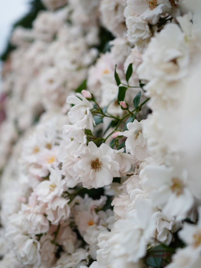 【群馬】600種7000株の薔薇の楽園