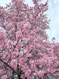 Echoes of Spring: The Hidden Beauty of Yoshino