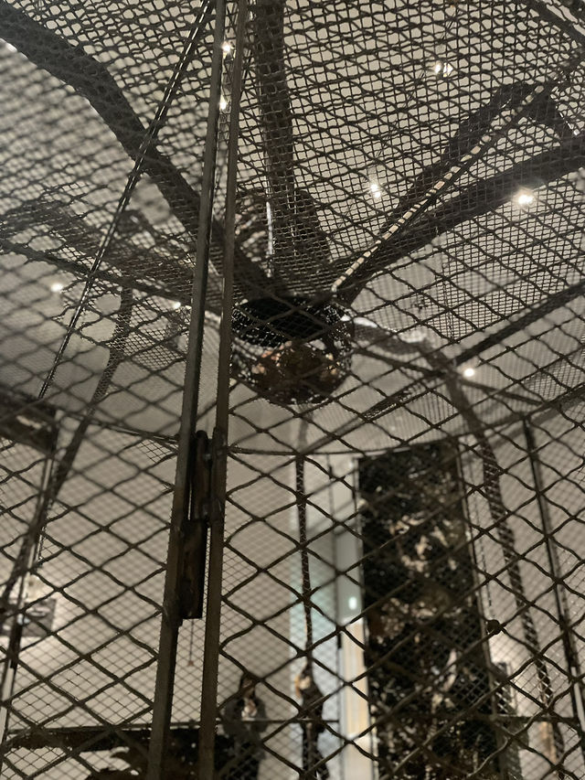 走進路易絲·布爾喬亞的內心世界🕷️Louise Bourgeois特展