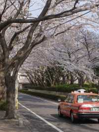 Tokyo Daily Life / Local Hidden Cherry Blossom Spots Loved by Residents Every Year