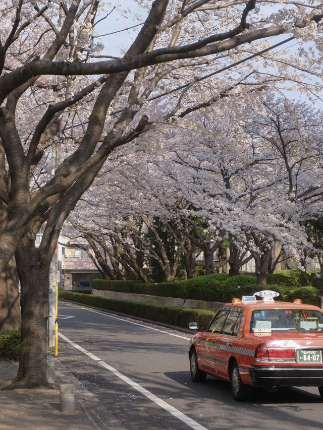 Tokyo Daily Life / Local Hidden Cherry Blossom Spots Loved by Residents Every Year