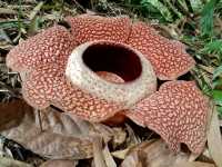 🌺 Bloomin’ Marvelous: My Trip to Kokob Rafflesia Conservation Garden! 🌿