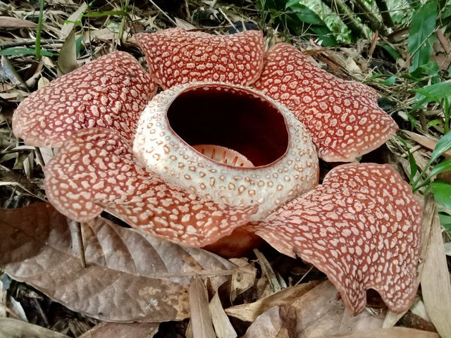🌺 Bloomin’ Marvelous: My Trip to Kokob Rafflesia Conservation Garden! 🌿