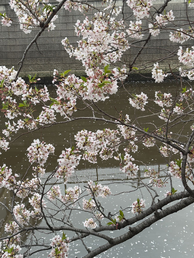 東京｜目黑川的櫻花奇觀