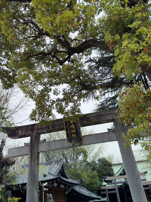 東京｜隅田公園的櫻花盛宴