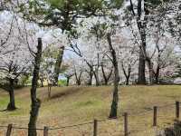 水前寺成趣園🌸櫻花相映成趣🌸
