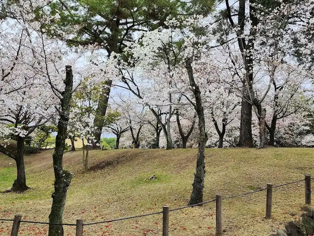 水前寺成趣園🌸櫻花相映成趣🌸