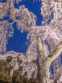 Ancient Elegance: The Weeping Sakura of Seiunji Temple