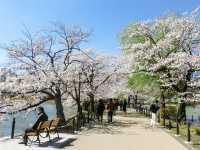 A Magical Day in Ueno Park: My Sakura Adventure in Tokyo