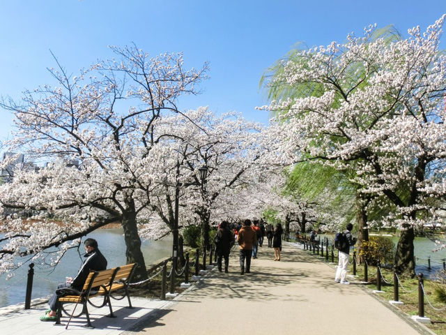 A Magical Day in Ueno Park: My Sakura Adventure in Tokyo