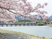 Arashiyama in Bloom: Kyoto’s Most Scenic Sakura Escape