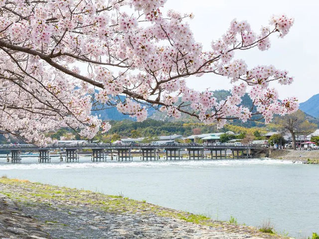 Arashiyama in Bloom: Kyoto’s Most Scenic Sakura Escape