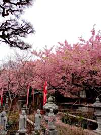 Mie Prefecture, Shima City - Daiji Temple's Kawazu Cherry Blossoms 🌸