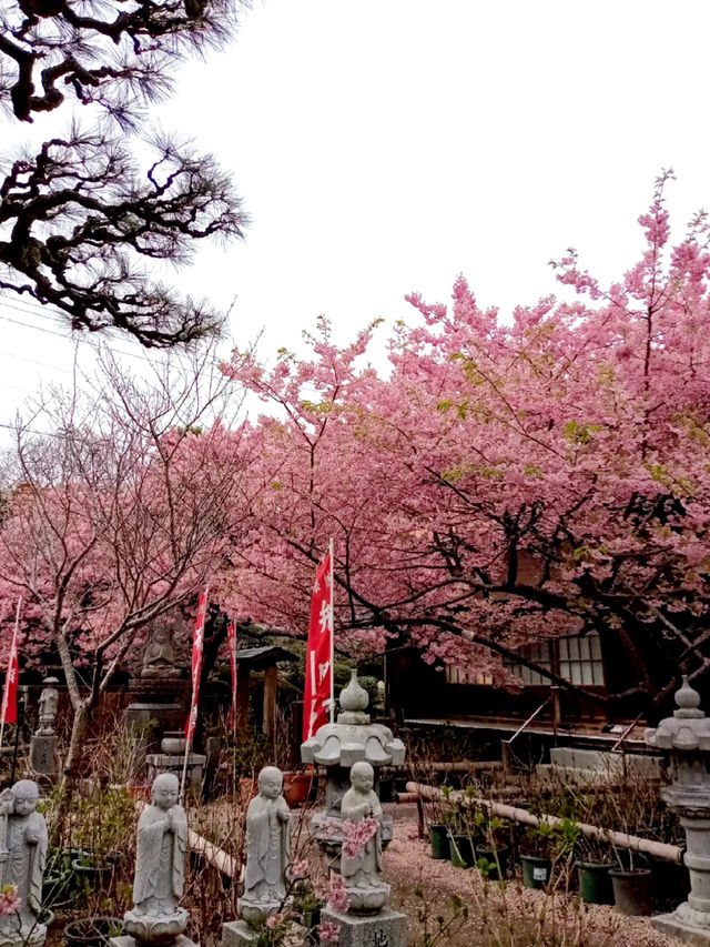 Mie Prefecture, Shima City - Daiji Temple's Kawazu Cherry Blossoms 🌸