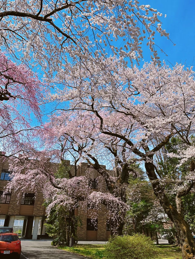 Sendai is simply magical! 