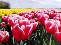 Cycling around scenic Zijpe flower fields mid April