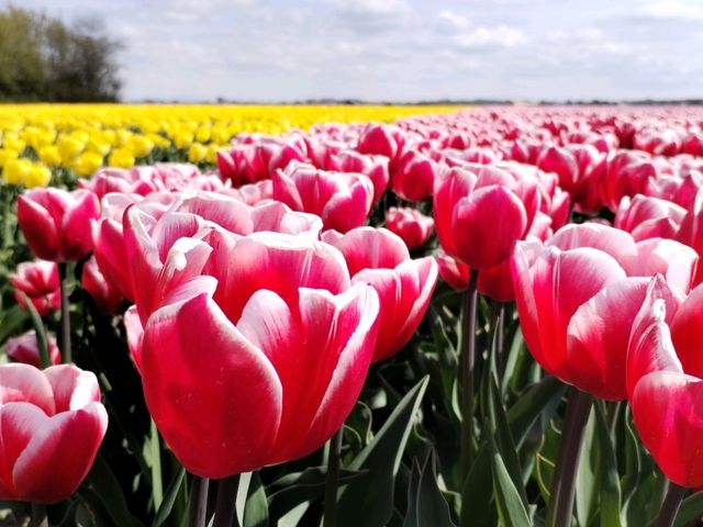 Cycling around scenic Zijpe flower fields mid April