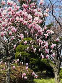 A Pink Embrace Above the at Subong Neighborhood Park