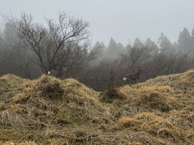 避雷：阿蘇火山草千里行程
