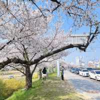 청주 봄 벚꽃 여행 성지 무심천 🌸🌸