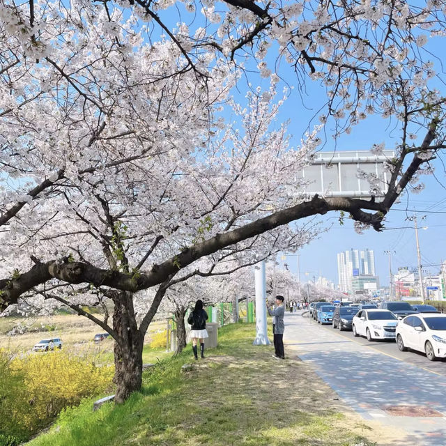 청주 봄 벚꽃 여행 성지 무심천 🌸🌸
