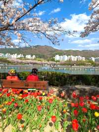 봄은 튤립의 계절 🌷🌷