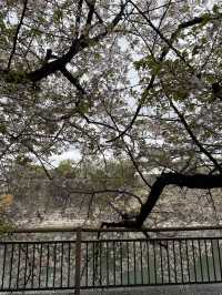 Osaka Castle
