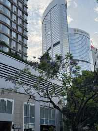 香港｜太古廣場｜紫花風鈴木偽櫻花