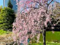 札幌中島公園，市中心最便捷的賞櫻綠洲