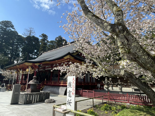 尾班櫻花 接近四月尾仲有得睇