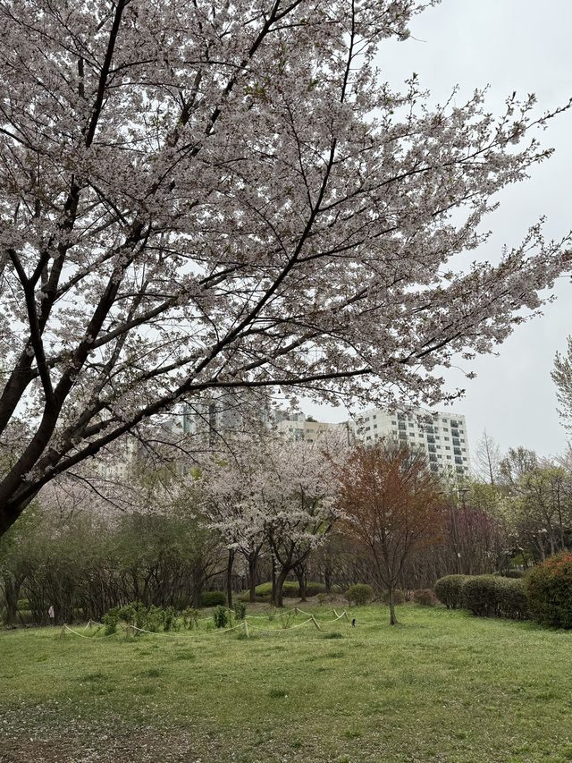 인천에서 봄기운을 느끼기 좋은 베스트 스팟