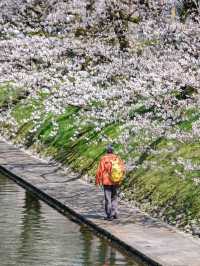 🌸พาชมซากุระสวยๆริมคลอง Matsukawa เมืองโทยาม่า
