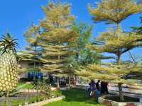 Sibu and Sarikei trip 2025