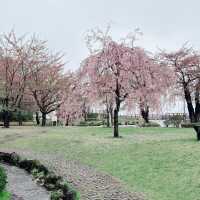 Sakura Serenity in Miyagi Kōen
