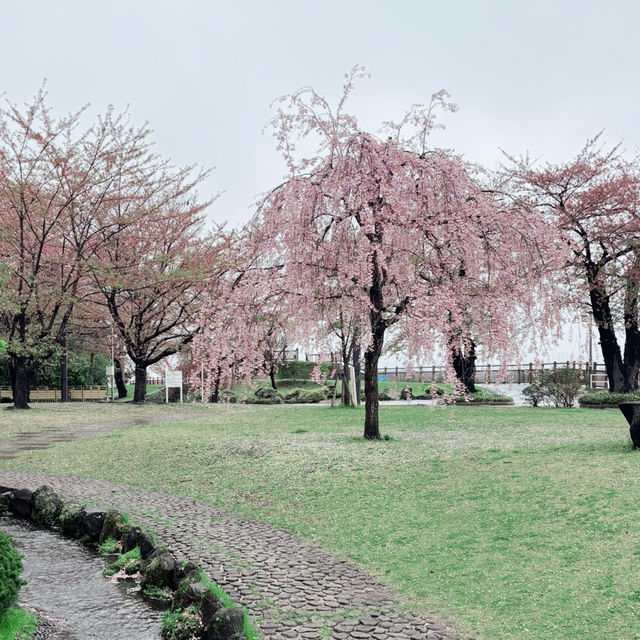 Sakura Serenity in Miyagi Kōen