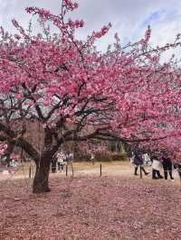 “The First Bloom of Spring: Kawazu’s River of Pink”